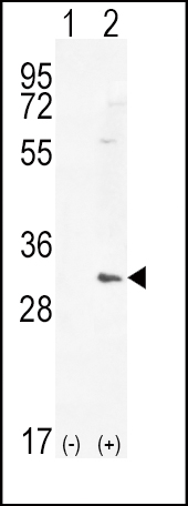 1 - HMOX1 Antibody (Center) AP11240c