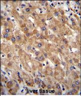 14 - MIA40 Antibody (C-term) AP11528b