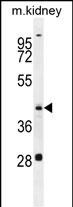 1 - GOT1L1 Antibody (C-term) AP11799b