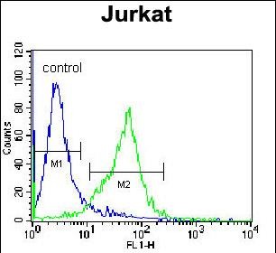 4 - GCLC Antibody (N-term) AP11943a