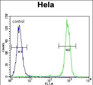 4 - CPB1 Antibody (N-term) AP12023a
