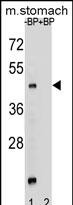 1 - MBOAT4 Antibody (Center) AP12316c