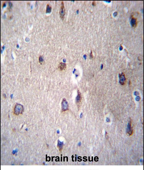 14 - PCDHB14 Antibody (N-term) AP12321a