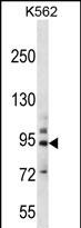 1 - PCDHB14 Antibody (N-term) AP12321a