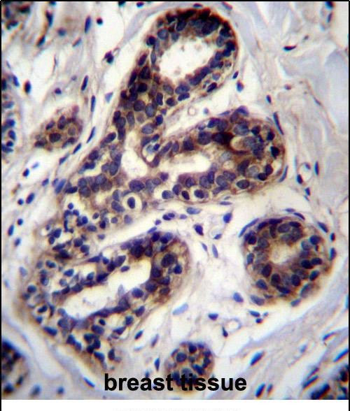 14 - PCCA Antibody (Center) AP12328c