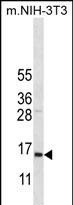 1 - COX7A2L Antibody (Center) AP12338c