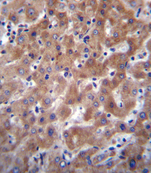 14 - I23O2 Antibody (C-term) AP12406b