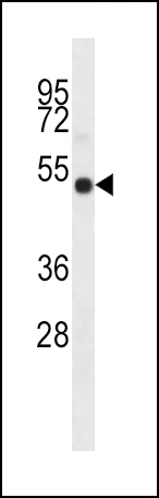 1 - I23O2 Antibody (C-term) AP12406b