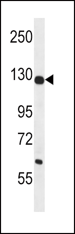 1 - PC Antibody (N-term) AP12494A