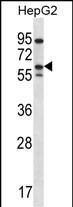 1 - ERRFI1 Antibody (Center) AP12558c