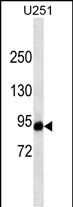 1 - HIF1A Antibody (ascites) AM1934a