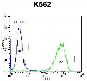 4 - PAICS Antibody (N-term) AP12945a