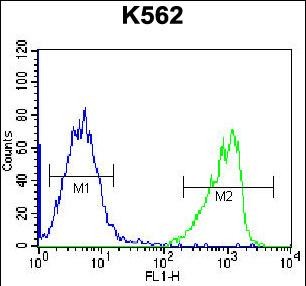 4 - GIF Antibody (Center) AP12975C