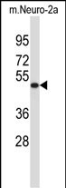 1 - VAT1L Antibody (C-term) AP13110b