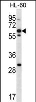 1 - NPTXR Antibody (Center) AP13143c