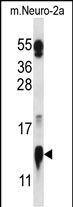 1 - COX5A Antibody (N-term) AP13154a