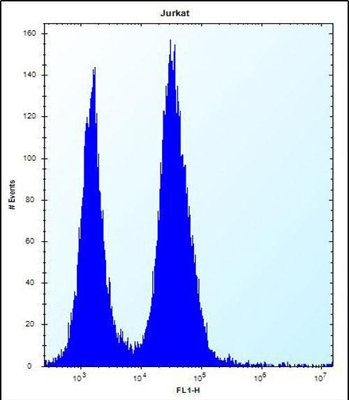 4 - SSR2 Antibody (C-term) AP13170b
