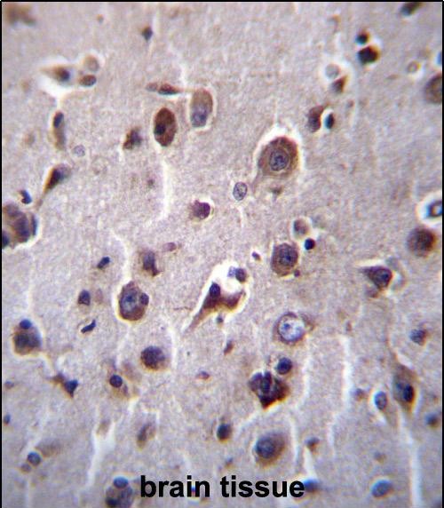 14 - TM55B Antibody (C-term) AP13171b
