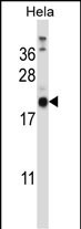 1 - PRRG1 Antibody (N-term) AP13343a