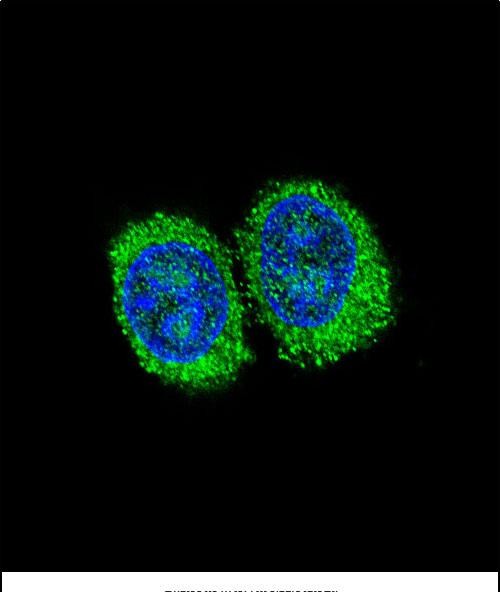 3 - NPC1 Antibody (Center) AP13472c