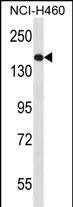 1 - NPC1 Antibody (Center) AP13472c