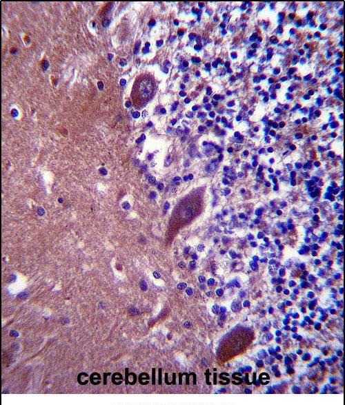 14 - TTC13 Antibody (N-term) AP13674a