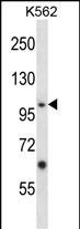1 - Mouse Epha4 Antibody (Center) AP13915c