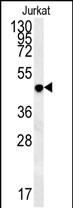 1 - DAO Antibody (Center) AP13941c