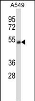1 - CHRNA5 Antibody (Center) AP14006c