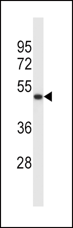 1 - SYT5 Antibody (Center) AP14064c