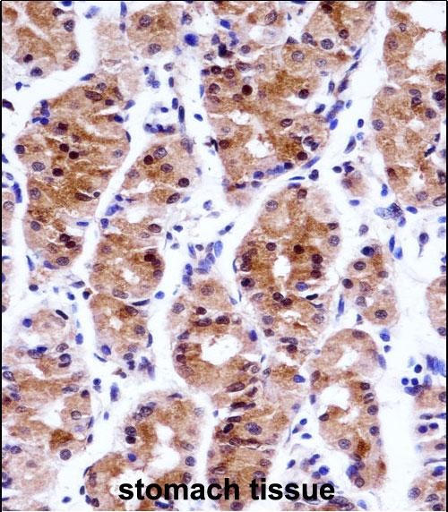 14 - GTF2E1 Antibody (N-term) AP14432a