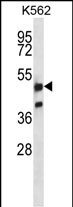 1 - NRF1 Antibody (Center) AP14535c