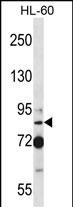 1 - SECISBP2 Antibody (Center) AP14908c