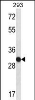 1 - OR4K14 Antibody (N-term) AP14989a