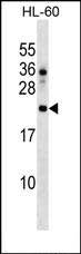 1 - DNAJC24 Antibody (Center) AP16208c