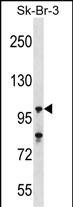 1 - USP16 Antibody (N-term) AP16746a