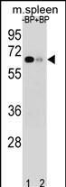 1 - ASB3 Antibody (N-term) AP16752a