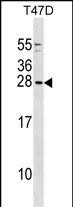 1 - GCSH Antibody (N-term) AP16949a