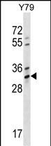 1 - OR4K1 Antibody (N-term) AP16967a