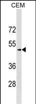 1 - SCG3 Antibody (C-term) AP17492b