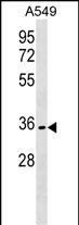 1 - OR51B6 Antibody (C-term) AP18220b