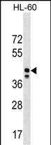 1 - MRPS31 Antibody (Center) AP18737c