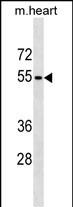 1 - RHCG Antibody (Center) AP19157c
