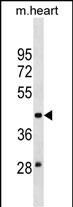 1 - MOCS3 Antibody (N-term) AP19278a