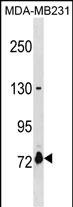 1 - ASNSD1 Antibody(Center) AP19490c