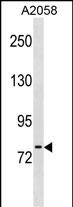 1 - NLN Antibody (Center) AP19932c