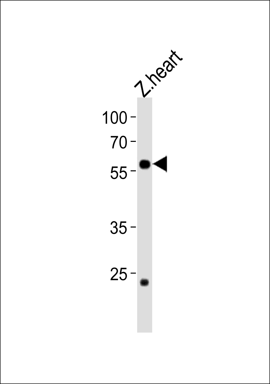 1 - DANRE ccdc149b Antibody (N-term) Azb10009a