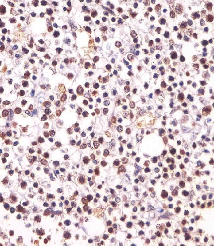 14 - Histone H3 Antibody AM8717b