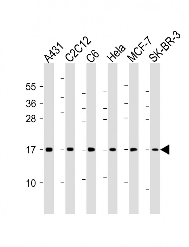 1 - Histone H3 Antibody AM8717b