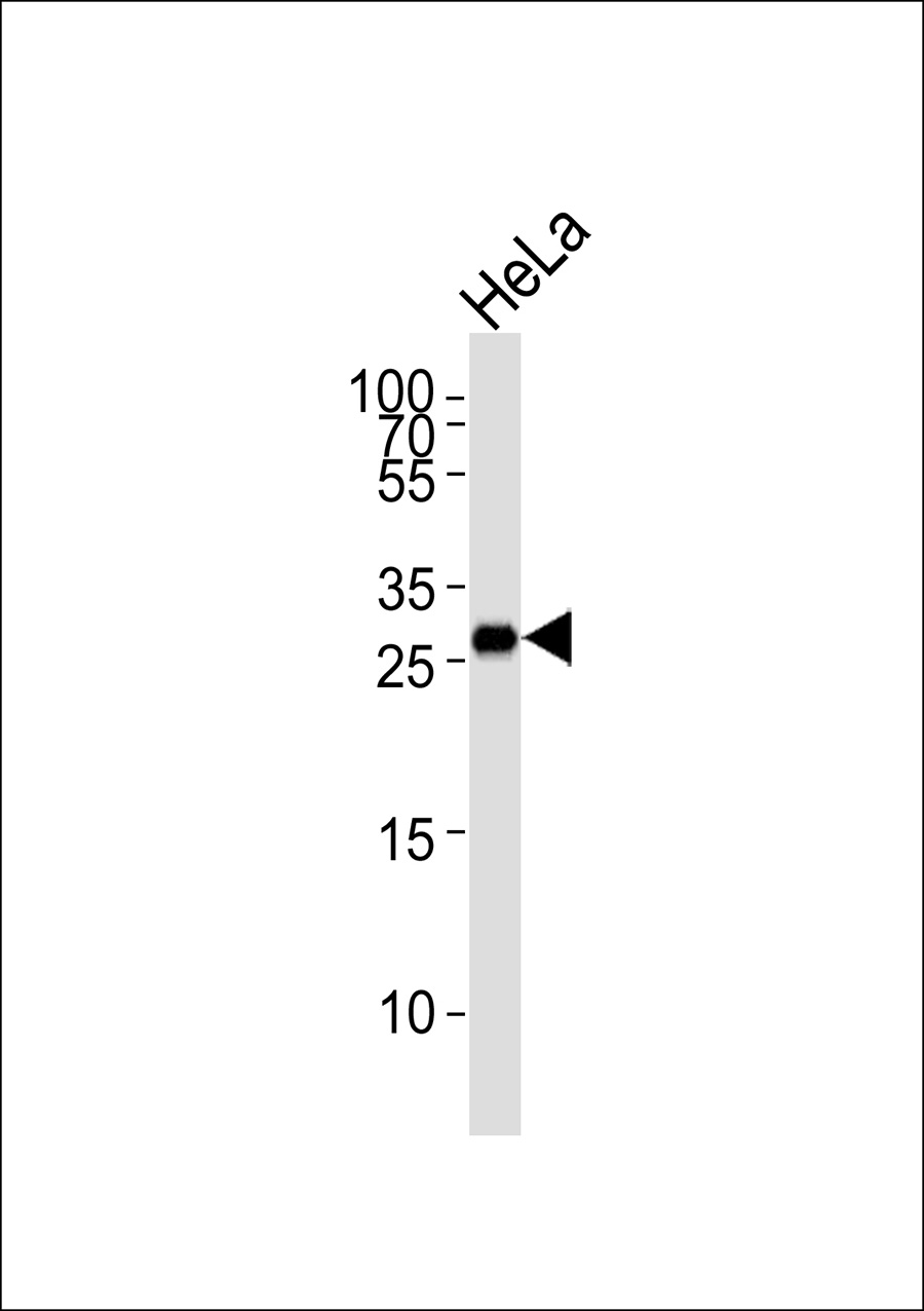 1 - ARC Antibody AP50583